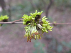 Parrotia subaequalis