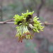 Parrotia subaequalis - Photo (c) Yao Li, μερικά δικαιώματα διατηρούνται (CC BY-NC), uploaded by Yao Li