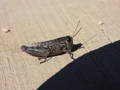 Calliptamus abbreviatus