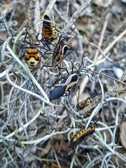 Sephina vinula