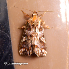 Callopistria exotica