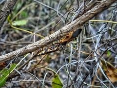 Sephina vinula