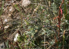 Leucadendron coriaceum