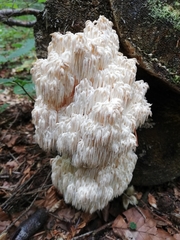 Hericium alpestre