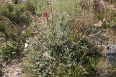 Leucadendron coriaceum