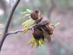 Parrotia subaequalis