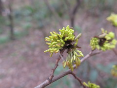 Parrotia subaequalis