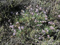 Limonium suffruticosum