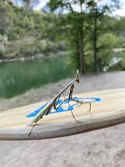 Empusa