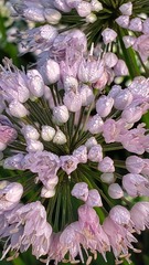 Rhizirideum