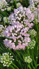 Rhizirideum