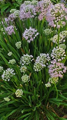 Rhizirideum