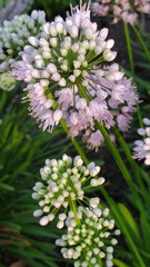 Rhizirideum
