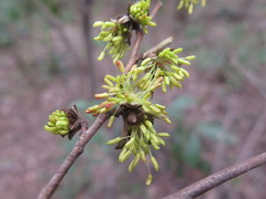 Parrotia subaequalis