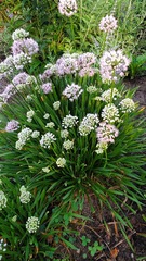 Rhizirideum