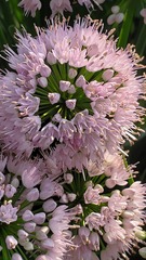 Rhizirideum