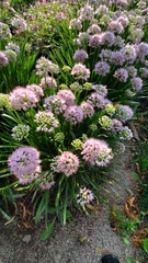 Rhizirideum