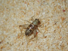 Paraburcus elegans