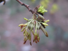 Parrotia subaequalis
