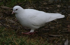 Columba livia domestica