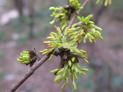 Parrotia subaequalis