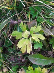 Ranunculus repens
