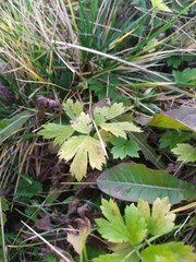 Ranunculus repens