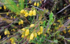 Erica campanularis