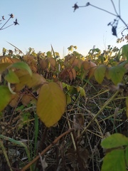 Rubus idaeus