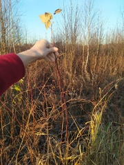 Rubus idaeus