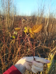 Rubus idaeus