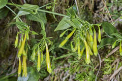 Lisianthius brevidentatus