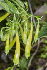 Lisianthius brevidentatus