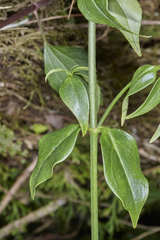 Lisianthius brevidentatus