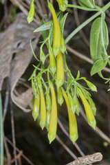 Lisianthius brevidentatus