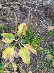 Plantago major