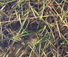 Vallisneria spiralis