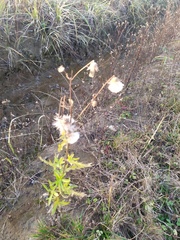 Cirsium arvense