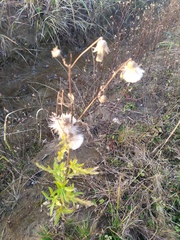 Cirsium arvense