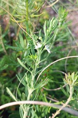 Teucrium africanum