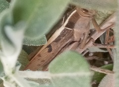 Acanthacris ruficornis