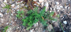 Teucrium africanum