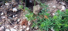 Teucrium africanum
