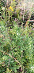 Teucrium africanum