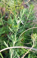 Teucrium africanum