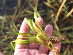 Vallisneria spiralis