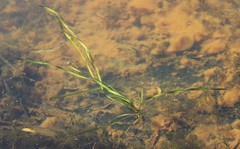 Vallisneria spiralis