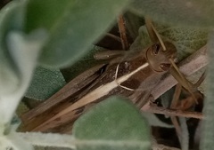 Acanthacris ruficornis