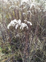 Solidago gigantea