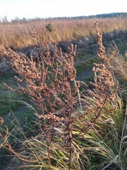 Artemisia vulgaris